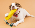 Corny™ | Juguete Mordedor Interactivo para Perros